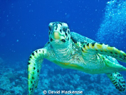 Was looking at some coral when my wife told me to turn ro... by David Mackenzie 